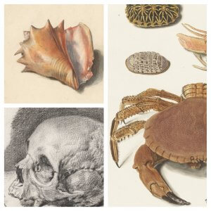 wunderkammer3